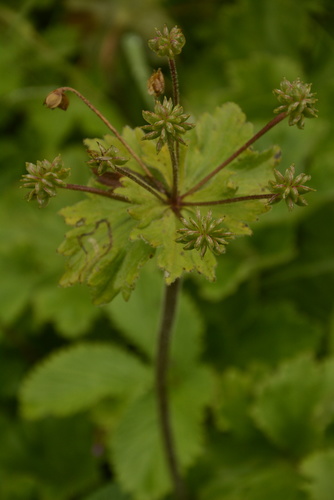 Anemonastrum tetrasepalum, photograph 2