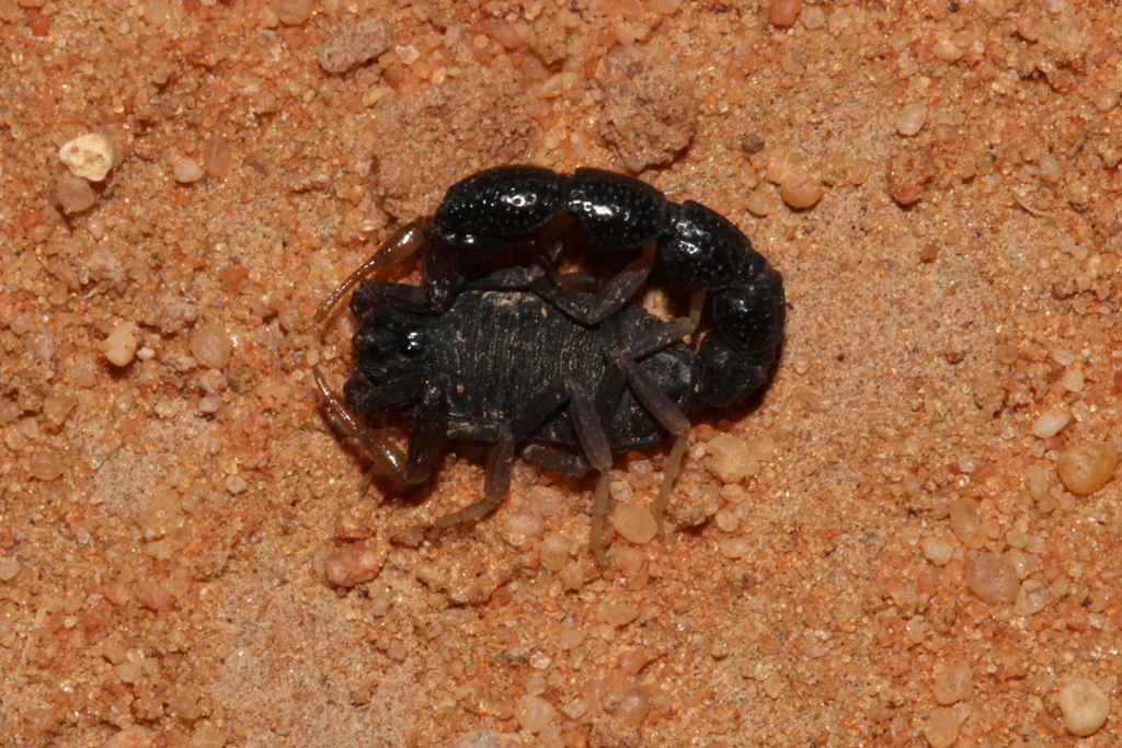 Orthochirus iraqus