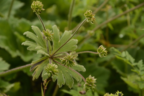 Anemonastrum tetrasepalum, photograph 3