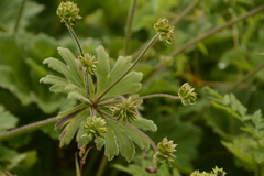 Anemonastrum tetrasepalum