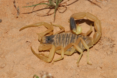 Leiurus arabicus (Leiurus arabicus)