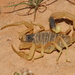 阿拉伯滑尾蠍 - Photo 由 Ryan van Huyssteen 所上傳的 (c) Ryan van Huyssteen，保留部份權利CC BY-SA