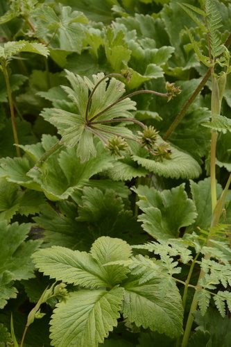 Anemonastrum tetrasepalum, photograph 4