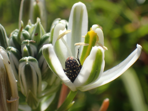 Albuca nelsonii
