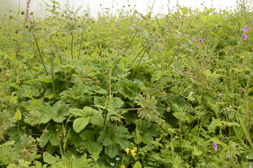 Anemonastrum tetrasepalum, photograph 5