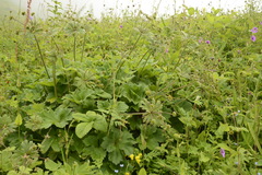 Anemonastrum tetrasepalum