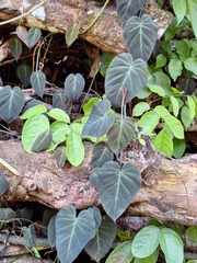 Philodendron hederaceum image