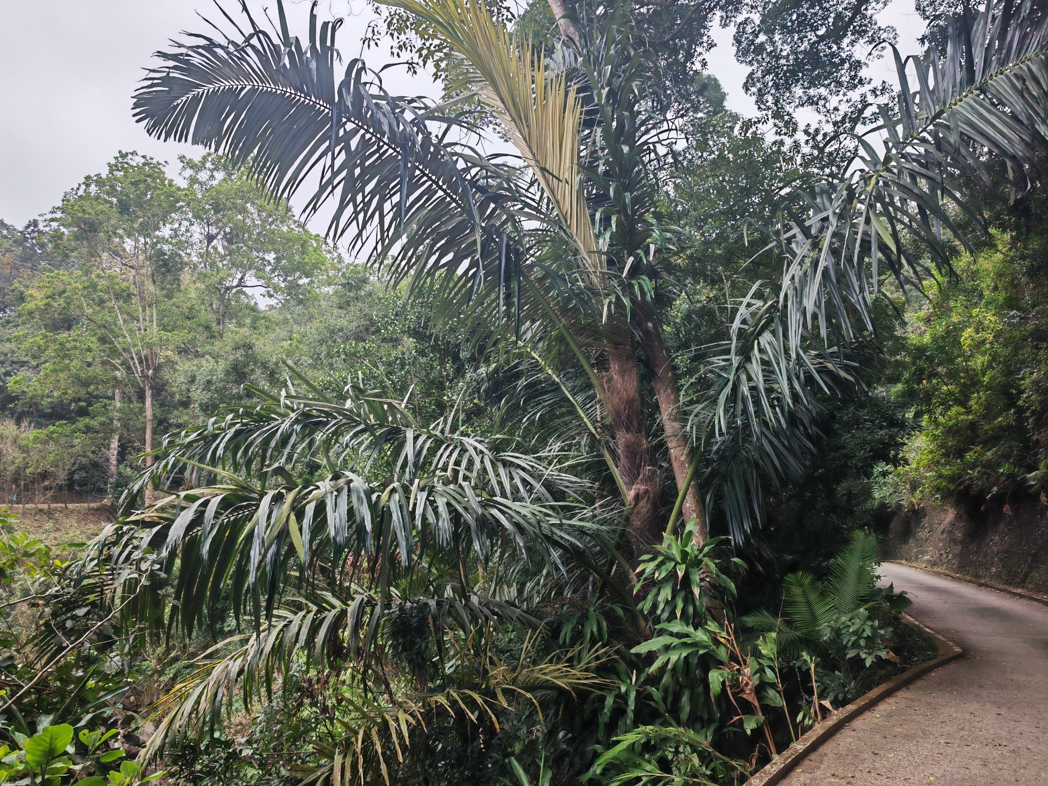 Imagem de Dendê