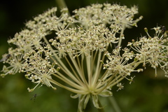 Angelica oreada