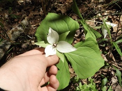 Trillium simile