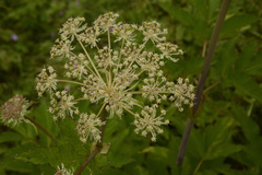 Angelica oreada