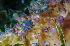 Dendrodoris tuberculosa