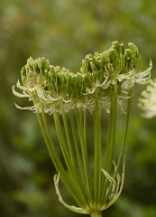 Angelica oreada