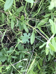 Sidalcea sparsifolia