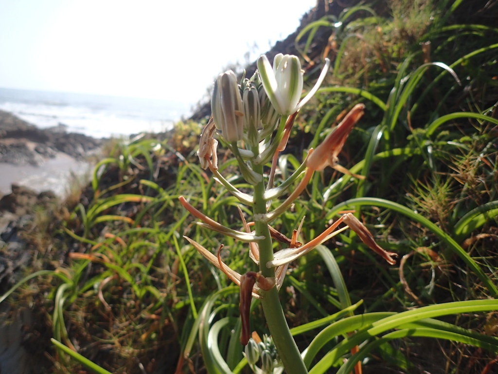 Albuca nelsonii, iLembe, KwaZulu-Natal, South Africa