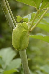 Angelica oreada