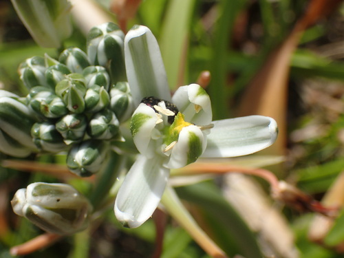 Albuca nelsonii