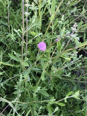 Sidalcea sparsifolia