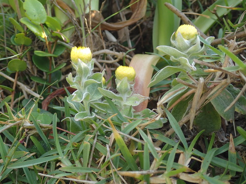 Image of Helichrysum decorum by (c) Mahomed Desai, some rights reserved (CC BY)