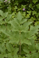 Angelica oreada