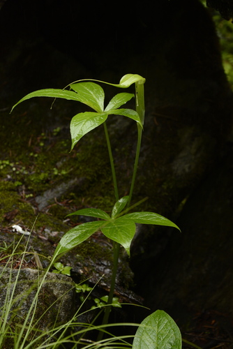 Arisaema jacquemontii Blume