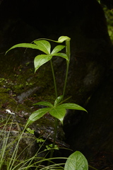 Arisaema jacquemontii