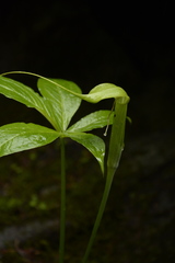Arisaema jacquemontii