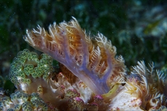 Dendrodoris tuberculosa