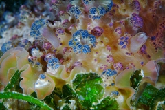 Dendrodoris tuberculosa