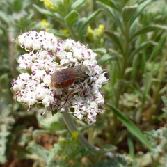 Andrena andrenoides