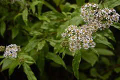 Aster albescens