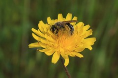 Lasioglossum titusi