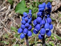 Muscari botryoides