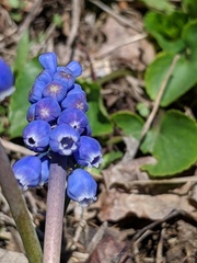 Muscari botryoides