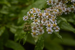 Aster albescens