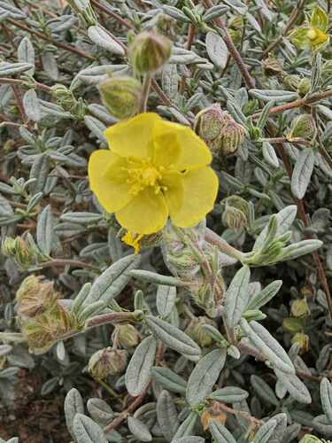 Sun-Rose