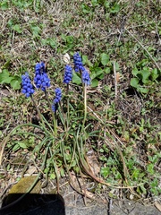 Muscari botryoides