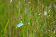 Callophrys