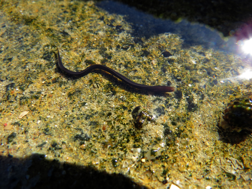 False brown moray (Gymnothorax pseudoherrei) — Muraenidae — 4
