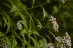 Aster albescens