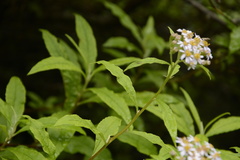 Aster albescens