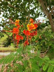 Caesalpinia pulcherrima image