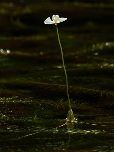Mayaca longipes