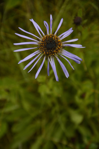 Tibetiodes diplostephioides, photograph 5