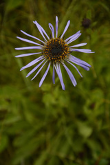 Aster diplostephioides
