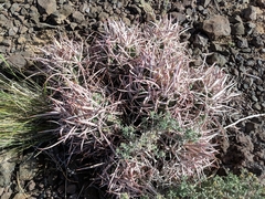 Homalocephala polycephala