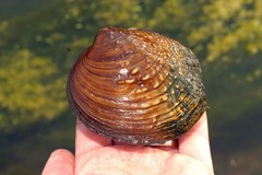 Cyclonaias tuberculata