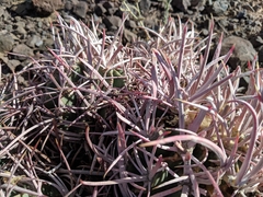 Homalocephala polycephala