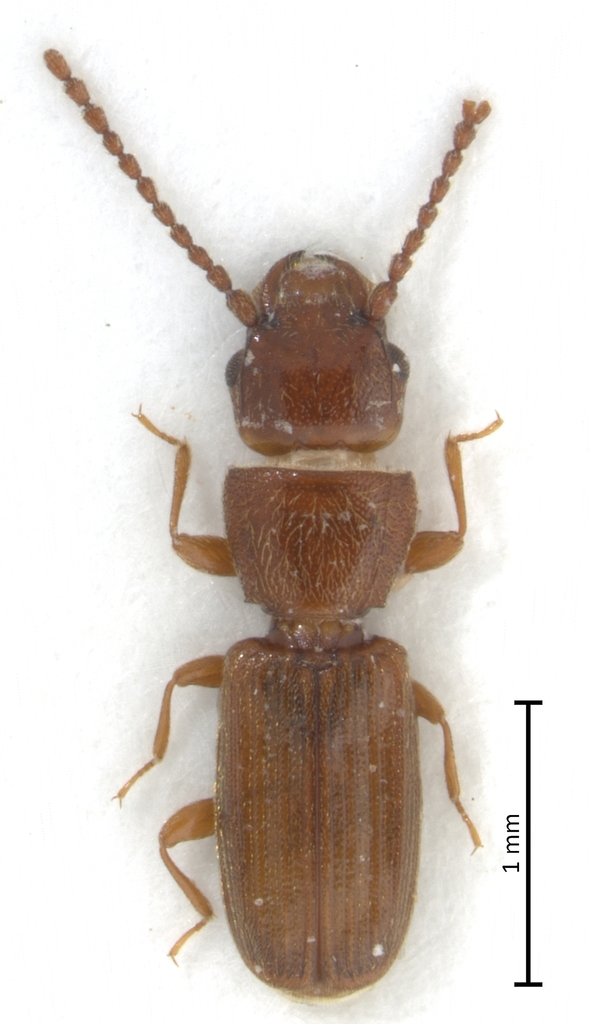 Rusty Grain Beetle