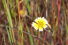 Layia gaillardioides